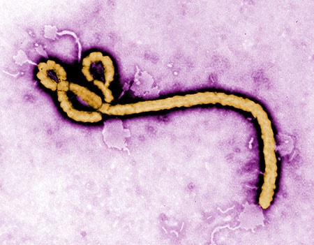 VHFC responds to ongoing Ebola outbreak