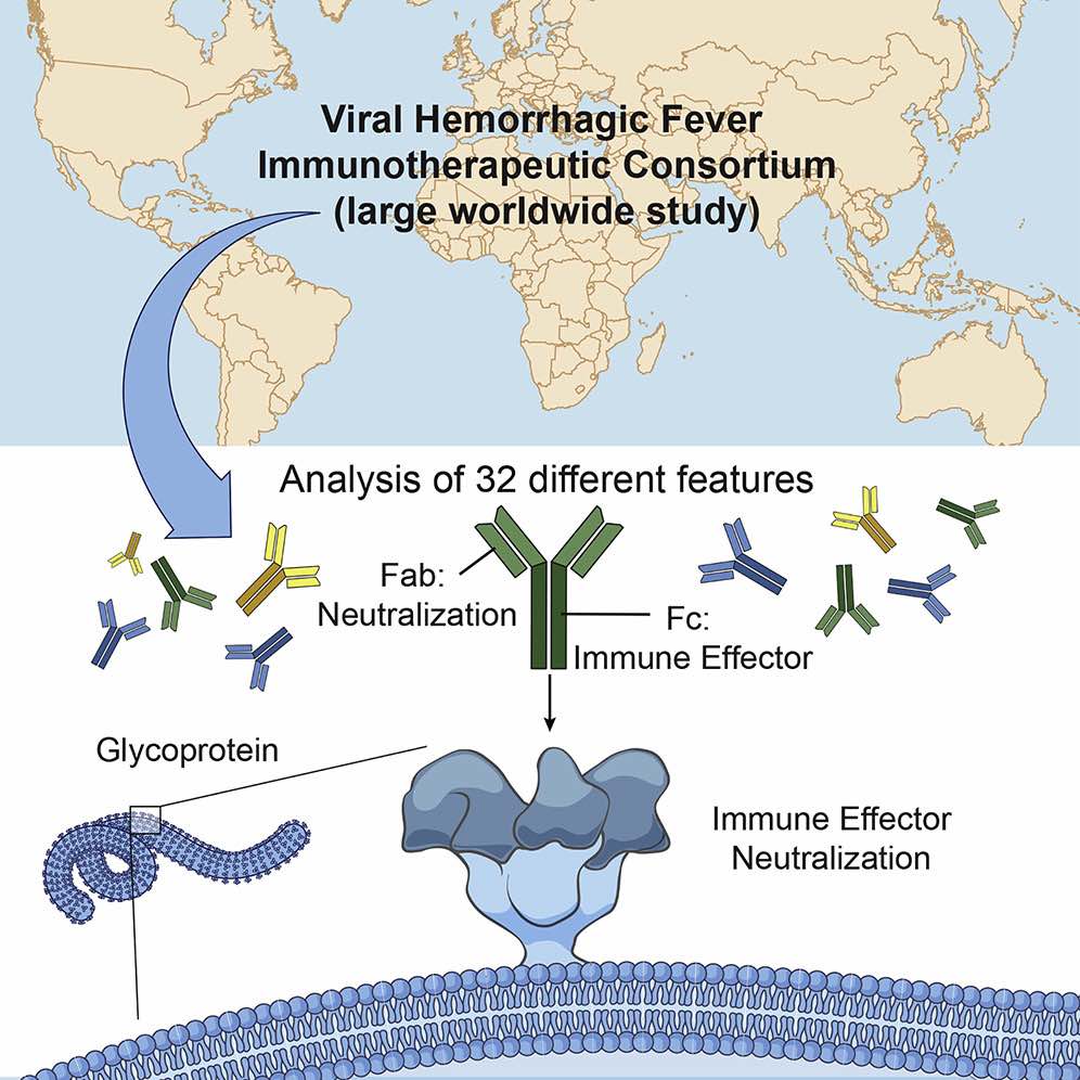 How do antibodies protect against infection with Ebola virus?